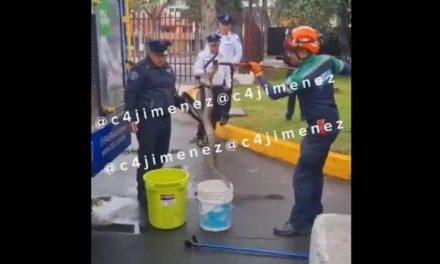Encuentran una víbora de casi 2 metros en el Politécnico