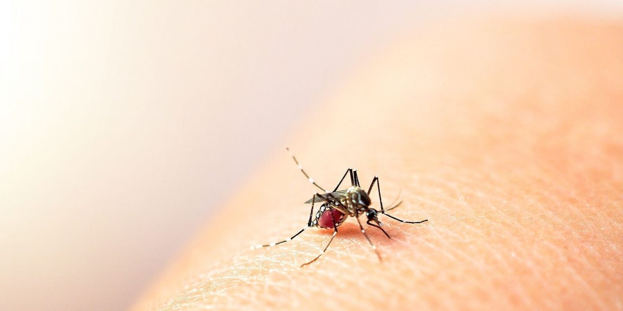 Aumentan las acciones para combatir el dengue