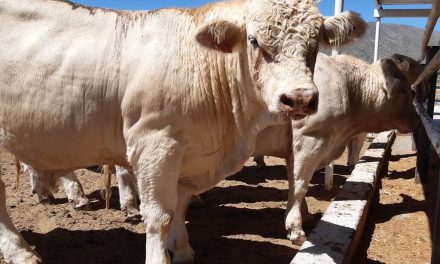 Nuevo cierre al ganado causa más pérdidas a productores de la región