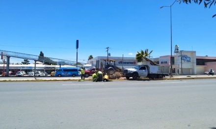 Se reforesta en todo Saltillo es prioridad el cuidado del medio ambiente.