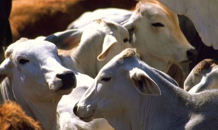 México y Estados Unidos acuerdan medidas contra el gusano barrenador