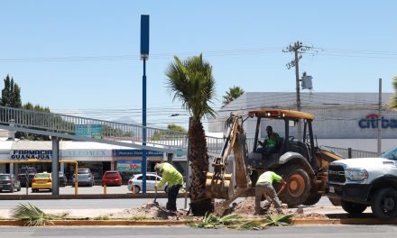 Gobierno de Saltillo reforesta el bulevar Nazario S. Ortiz