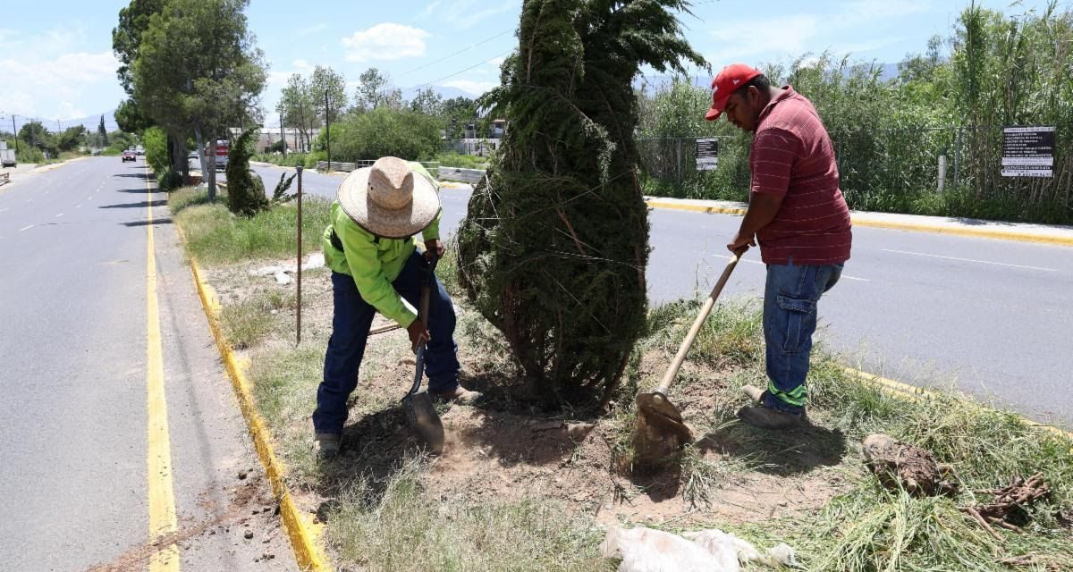 Continúa la reforestación en distintos sectores de Saltillo