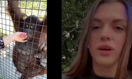 Boxeadora genera polémica tras darle vaporizador a orangután en zoológico de Crimea