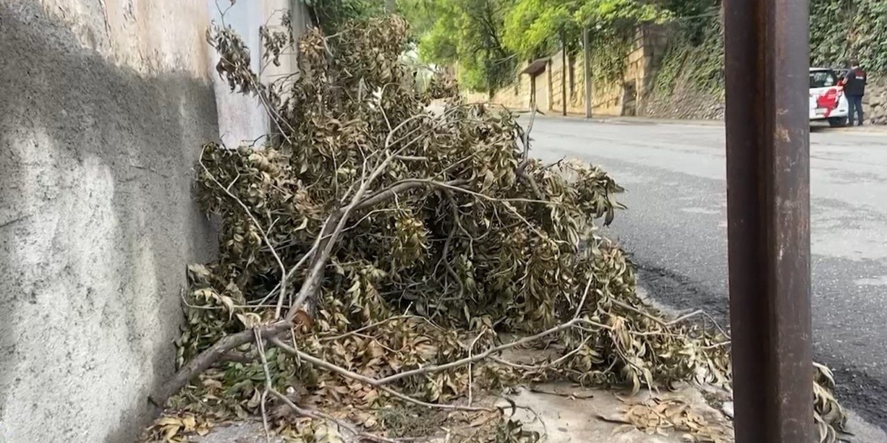 Dejan ramas en la banqueta y ponen en peligro a peatones en el centro de Saltillo