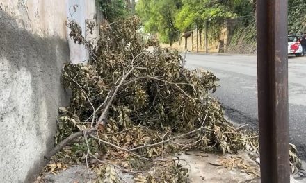 Dejan ramas en la banqueta y ponen en peligro a peatones en el centro de Saltillo
