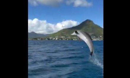 Delfín ‘agradece’ a hombre por recoger una bolsa de plástico (video)