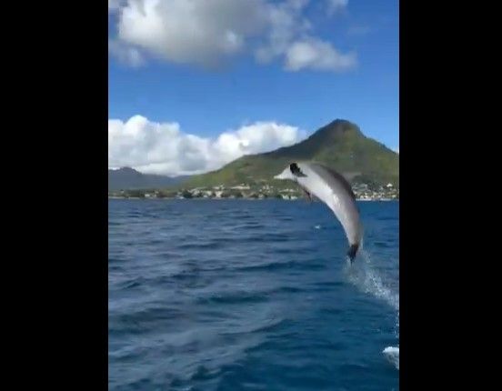Delfín ‘agradece’ a hombre por recoger una bolsa de plástico (video)