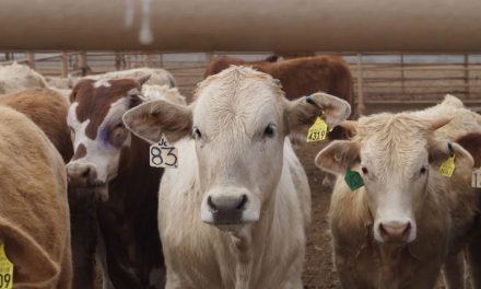 Crecerá exportación de ganado desde Acuña