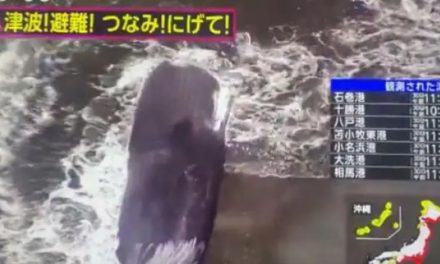 Aparecen ballenas en las costa de Japón tras la alerta de tsunami (video)