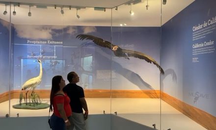 Mil visitas diarias registra el Museo de las Aves de Saltillo