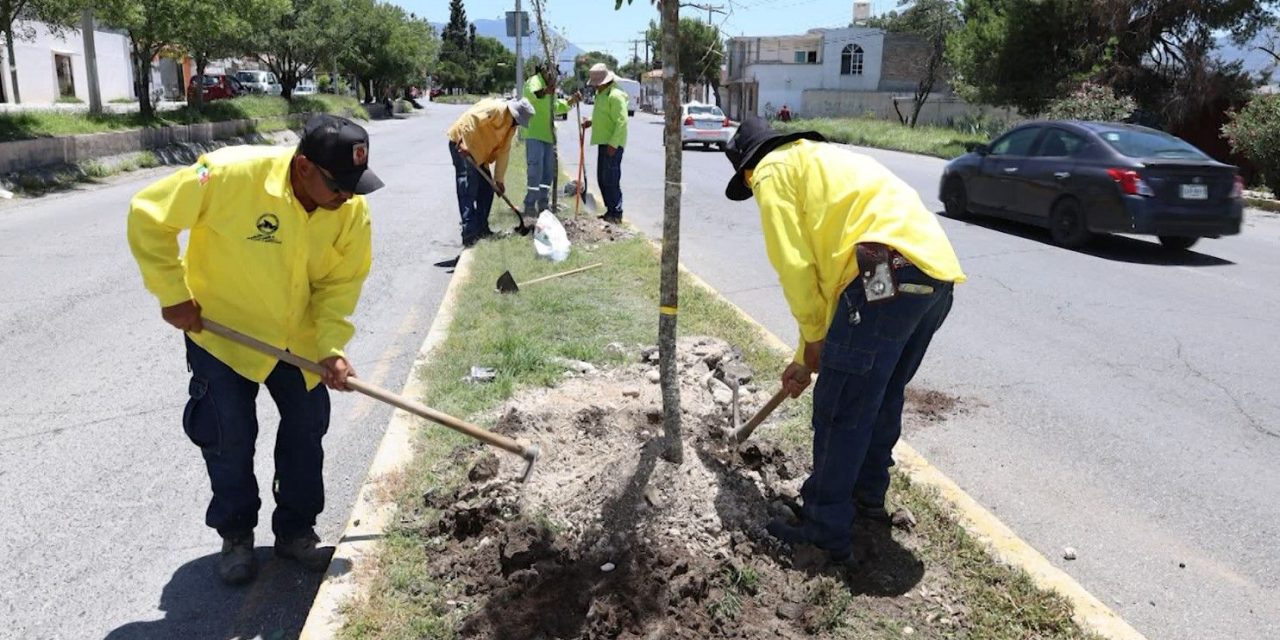 Refuerza Javier Díaz acciones  de reforestación en la ciudad