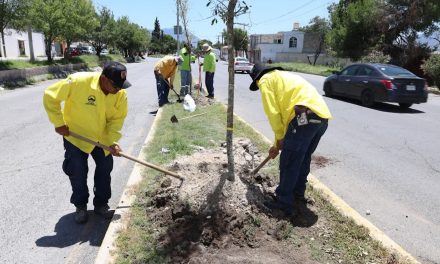 Refuerza Javier Díaz acciones  de reforestación en la ciudad