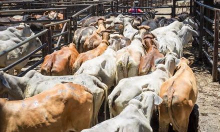 Ganaderos de Acuña externan su preocupación por cierre fronterizo