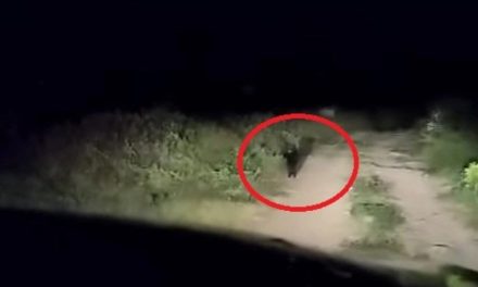 El misterioso animal que apareció en Puebla que estaría detrás de la muerte de ganado (video)
