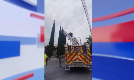 Bomberos rescatan a gatita atorada en lo alto de un pino en Saltillo