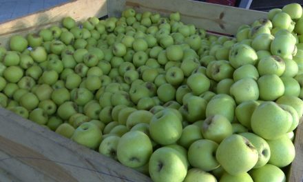 Buena la producción de la manzana que se espera para este año en Arteaga