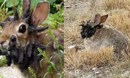 Aparecen conejos con tentáculos en Colorado ¿son zombis?