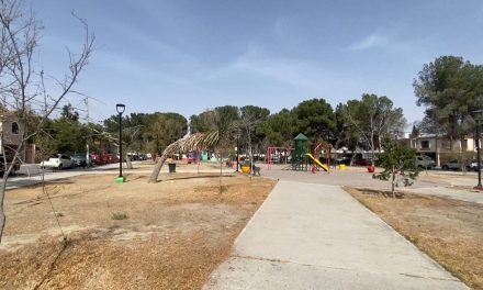 Hay procedimientos y sanciones por derribar árboles sin autorización