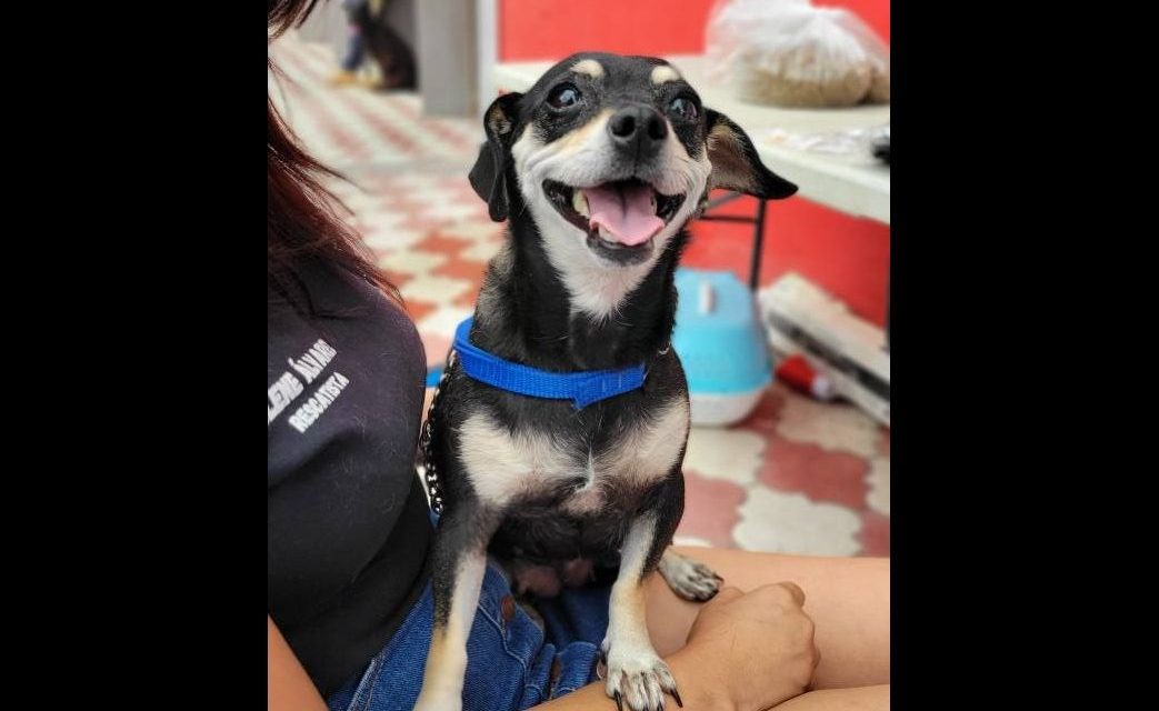 Conoce a Lomitos al Rescate, asociación que ayuda a animales
