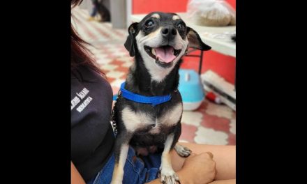 Conoce a Lomitos al Rescate, asociación que ayuda a animales