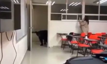 Oso sorprende al ‘querer tomar clases’ en la UANL
