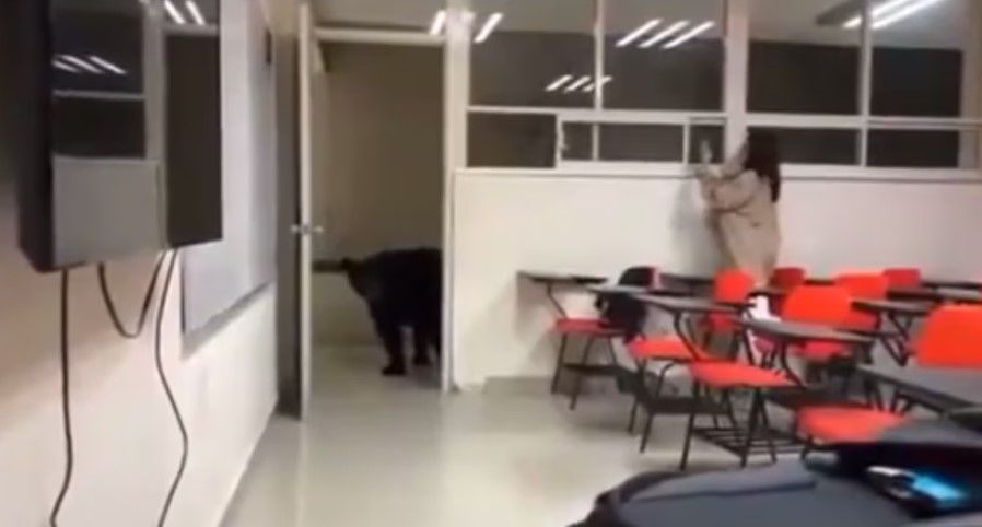 Oso sorprende al ‘querer tomar clases’ en la UANL