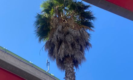 Comienzan labores para reubicar palmeras del  Distribuidor Vial El Sarape