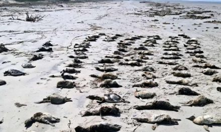Hallan 739 pingüinos muertos en playas del litoral sur de Brasil