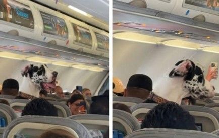 Video: Sorprende Gran Danés ocupando un vuelo a Puerto Vallarta
