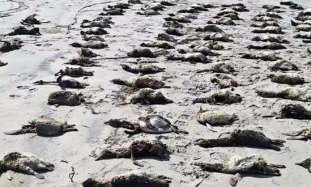 Causa alarma la aparición de cientos de pingüinos muertos en Brasil sin causa aparente