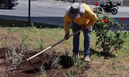 Reforesta e instala Gobierno de Saltillo jardines polinizadores en ‘El Sarape’