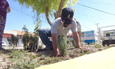 Reforestaciones no se verán afectadas con la llegada del primer frente frio en Saltillo