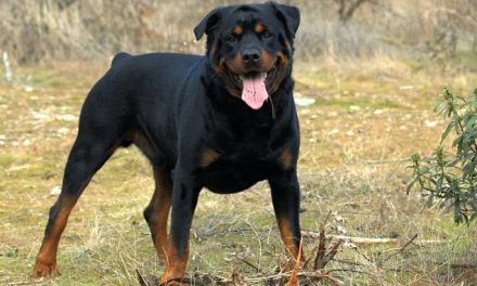 Rottweiler mata a mordidas a niño de 9 años en Francia; su padre lo había dejado solo