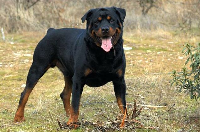 Rottweiler mata a mordidas a niño de 9 años en Francia; su padre lo había dejado solo