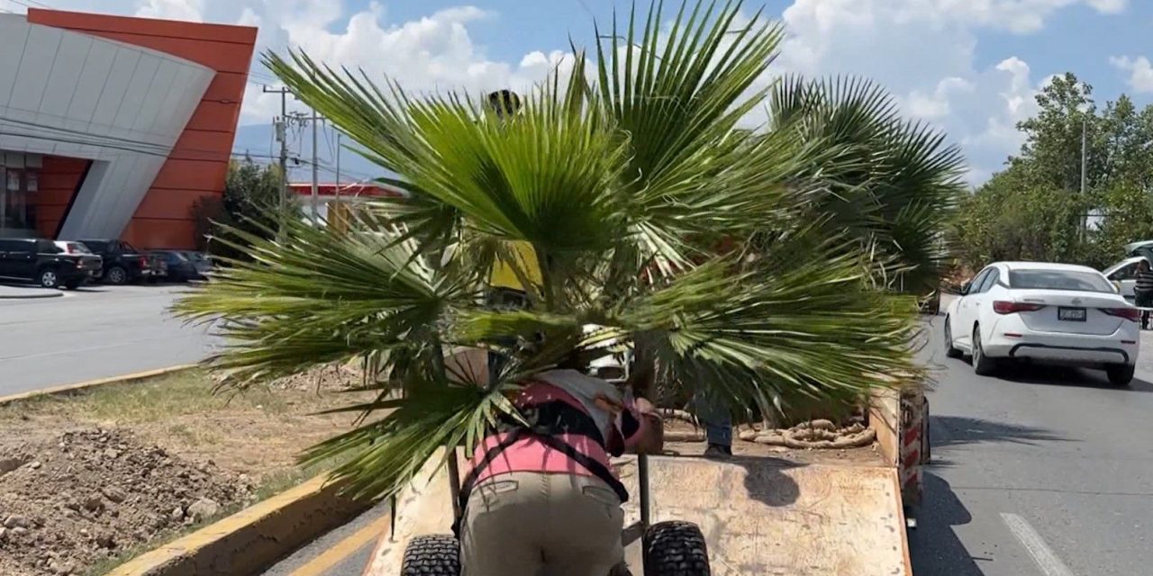 Sigue Saltillo con acciones de reforestación