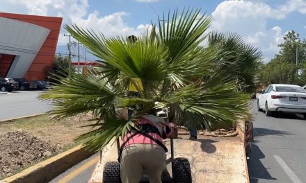 Sigue Saltillo con acciones de reforestación