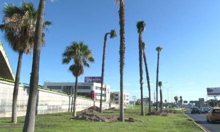 Tienen nuevo jardín las palmas que estaban en ‘El Sarape’