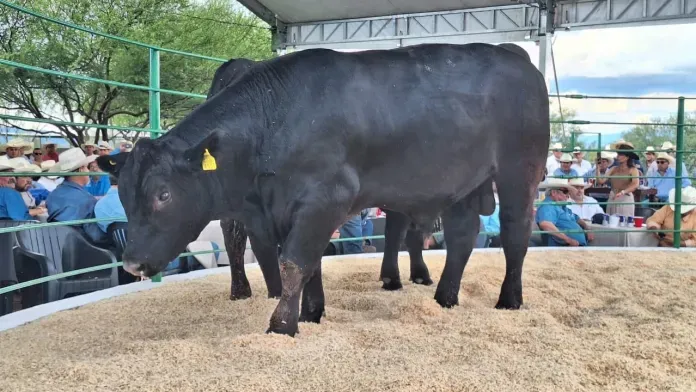 Entregarán mil toros a ganaderos coahuilenses