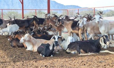 Inicia campaña contra la brucelosis caprina en Coahuila