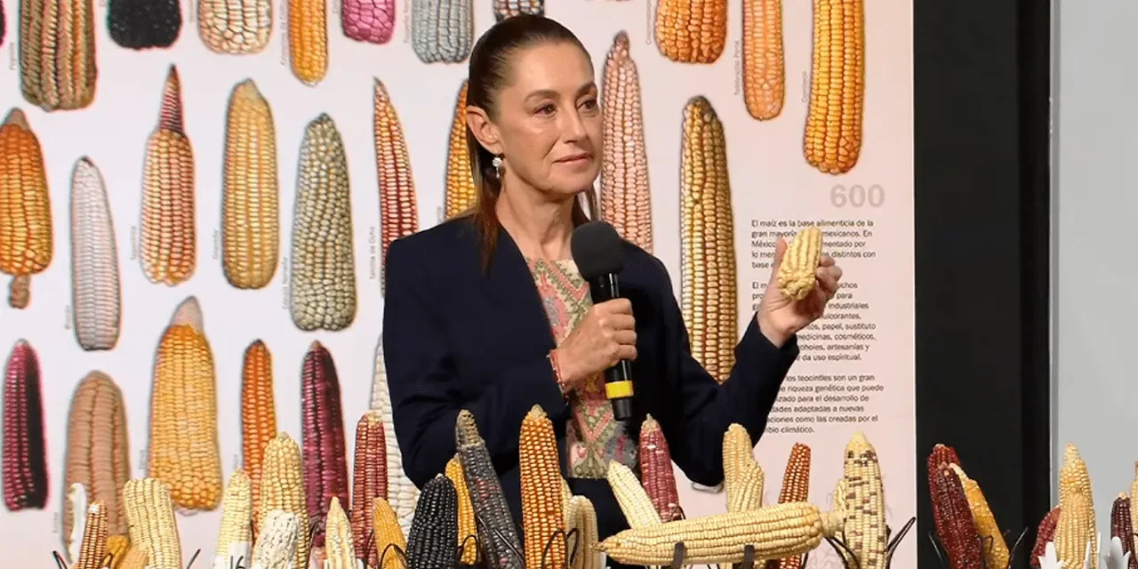 Claudia Sheinbaum presenta el programa ‘Sin Maíz no hay País’