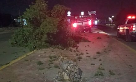Saltillo: Derriba árbol y luminaria, ebrio quedó detenido