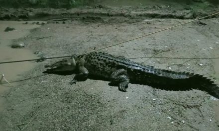 Cocodrilo de tres metros es capturado en Michoacán tras ingresar a un domicilio