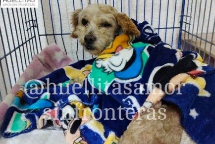 Cereza, la perrita sobreviviente de la explosión en Iztapalapa, pierde a tres de sus cachorros
