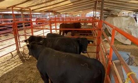En alerta máxima está Coahuila por el gusano barrenador