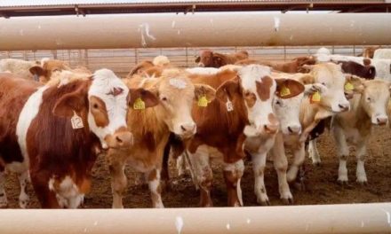 Exportación de ganado mexicano a EU en riesgo hasta 2026 por cierre sanitario
