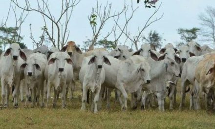 Gusano Barrenador avanza en México y amenaza exportaciones y fauna silvestre