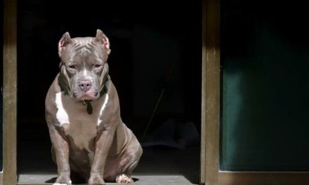 Abuelita es atacada por un Pitbull en la CDMX y pierde parte de su brazo