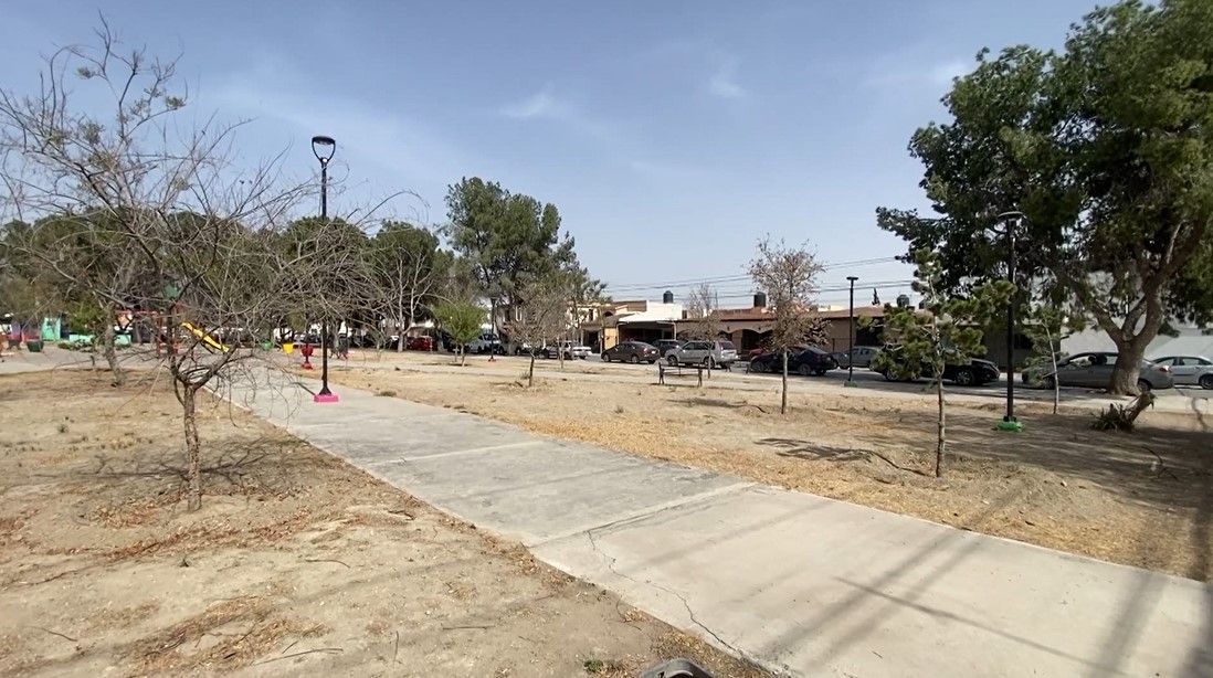 Reforestarán poco más de 50 encinos en el boulevard Colosio al norte de Saltillo