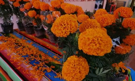 Incrementa venta de flor de cempasúchil en la región Centro